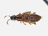  ( - CNCAJB19-65)  @11 [ ] CreativeCommons  Attribution Non-Commercial ShareAlike (2019) Unspecified Canadian National Collection of Insects