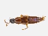  ( - CNCAJB19-67)  @11 [ ] CreativeCommons  Attribution Non-Commercial ShareAlike (2019) Unspecified Canadian National Collection of Insects