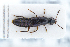  ( - CNCAJB22-051)  @11 [ ] CreativeCommons  Attribution Non-Commercial ShareAlike (2022) Unspecified Canadian National Collection of Insects