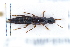  ( - CNCAJB22-055)  @11 [ ] CreativeCommons  Attribution Non-Commercial ShareAlike (2022) Unspecified Canadian National Collection of Insects
