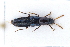  ( - CNCAJB22-060)  @11 [ ] CreativeCommons  Attribution Non-Commercial ShareAlike (2022) Unspecified Canadian National Collection of Insects