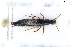  ( - CNCAJB22-073)  @11 [ ] CreativeCommons  Attribution Non-Commercial ShareAlike (2022) Unspecified Canadian National Collection of Insects