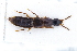  ( - CNCAJB22-005)  @11 [ ] CreativeCommons  Attribution Non-Commercial ShareAlike (2022) Unspecified Canadian National Collection of Insects