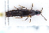 ( - CNCAJB22-009)  @11 [ ] CreativeCommons  Attribution Non-Commercial ShareAlike (2022) Unspecified Canadian National Collection of Insects