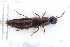  ( - CNCAJB22-010)  @11 [ ] CreativeCommons  Attribution Non-Commercial ShareAlike (2022) Unspecified Canadian National Collection of Insects