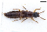  (Quedius debilis - CNCAJB22-015)  @11 [ ] CreativeCommons  Attribution Non-Commercial ShareAlike (2022) Unspecified Canadian National Collection of Insects