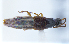  ( - CNCAJB22-192)  @11 [ ] CreativeCommons  Attribution Non-Commercial ShareAlike (2022) Unspecified Canadian National Collection of Insects