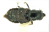  ( - CNCAJB24-170)  @11 [ ] CreativeCommons  Attribution Non-Commercial ShareAlike (2024) Unspecified Canadian National Collection of Insects