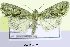  (Cryphia lusitanica - 20192-061010-SP)  @13 [ ] Copyright (2013) Aidas Saldaitis Vilinus Ecological Institute