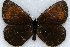  (Erebia mancinus - 20280-280613-CA)  @14 [ ] Copyright (2013) Robert Borth LepBio, LLC