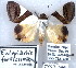  (Eulepidotis fantissima - 7357-COI-09)  @14 [ ] Unspecified (default): All Rights Reserved  Unspecified Unspecified