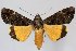  (Ulotrichopus variegata - 10233-120110-KE)  @14 [ ] Copyright (2011) Robert Borth LepBio, LLC
