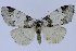  (Nemacerota mandlbulata - 10426-151009-CH)  @13 [ ] Copyright (2011) Aidas Saldaitis Vilinus Ecological Institute