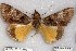  (Ulotrichopus marmoratus - 22136-100171-MG)  @11 [ ] Copyright (2018) Robert Borth LepBio, LLC
