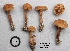  (Inocybe sp. HL2 - MQ18R049-QFB30132)  @11 [ ] Copyright (2018) Jacques Landry Mycoquebec