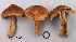  (Inocybe sp. AP4 - MQ18R125-QFB30641)  @11 [ ] Copyright (2018) Jacques Landry Mycoquebec