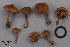  (Inocybe sp. HL5 - MQ18R136-QFB30652)  @11 [ ] Copyright (2018) Jacques Landry Mycoquebec