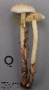  (Rhodocollybia maculata - MQ18R152-QFB30668)  @11 [ ] Copyright (2018) Jacques Landry Mycoquebec