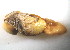  (Penitella gabbii - CCDB22173-C07)  @11 [ ] CreativeCommons - Attribution (2014) Kara Layton Centre for Biodiversity Genomics