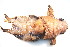  (Vampyroteuthis infernalis - CCDB22176-G08)  @11 [ ] CreativeCommons - Attribution (2014) Kara Layton Centre for Biodiversity Genomics