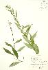  (Solidago caesia - RBG 167)  @11 [ ] Copyright (2009) Unspecified University of Guelph BIO Herbarium