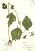  ( - RBG 164)  @13 [ ] Copyright (2009) Unspecified University of Guelph BIO Herbarium