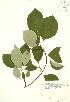  (Cornus alternifolia - RBG 162)  @11 [ ] Copyright (2009) Unspecified University of Guelph BIO Herbarium