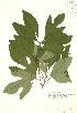  (Sassafras albidum - RBG 157)  @11 [ ] Copyright (2009) Unspecified University of Guelph BIO Herbarium