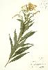  ( - RBG 165)  @11 [ ] Copyright (2009) Unspecified University of Guelph BIO Herbarium