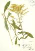  ( - RBG 137)  @11 [ ] Copyright (2009) Unspecified University of Guelph BIO Herbarium