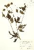  (Rudbeckia laciniata - RBG 132)  @11 [ ] Copyright (2009) Unspecified University of Guelph BIO Herbarium