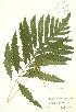  (Onoclea - RBG 127)  @13 [ ] Copyright (2009) Unspecified University of Guelph BIO Herbarium
