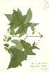  (Polymnia - RBG 121)  @11 [ ] Copyright (2009) Unspecified University of Guelph BIO Herbarium
