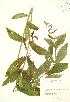  (Stachys tenuifolia - RBG 112)  @11 [ ] Copyright (2009) Unspecified University of Guelph BIO Herbarium
