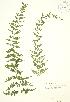  (Cystopteris - RBG 104)  @14 [ ] Copyright (2009) Unspecified University of Guelph BIO Herbarium