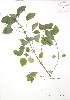  ( - RBG 007)  @11 [ ] Copyright (2009) Unspecified University of Guelph BIO Herbarium