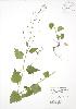  ( - RBG 038)  @11 [ ] Copyright (2009) Unspecified University of Guelph BIO Herbarium