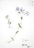  ( - RBG 042)  @11 [ ] Copyright (2009) Unspecified University of Guelph BIO Herbarium