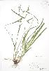  (Carex blanda - RBG 048)  @11 [ ] Copyright (2009) Unspecified University of Guelph BIO Herbarium