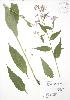  ( - RBG 052)  @11 [ ] Copyright (2009) Unspecified University of Guelph BIO Herbarium