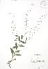  (Myosotis verna - RBG 055)  @11 [ ] Copyright (2009) Unspecified University of Guelph BIO Herbarium