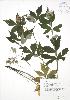 ( - RBG 057)  @11 [ ] Copyright (2009) Unspecified University of Guelph BIO Herbarium
