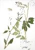  (Aegopodium podagraria - RBG 067)  @11 [ ] Copyright (2009) Unspecified University of Guelph BIO Herbarium