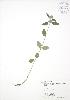  (Clinopodium vulgare - RBG 071)  @11 [ ] Copyright (2009) Unspecified University of Guelph BIO Herbarium