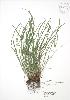  (Carex jamesii - RBG 073)  @11 [ ] Copyright (2009) Unspecified University of Guelph BIO Herbarium