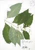  (Asclepias exaltata - RBG 079)  @13 [ ] Copyright (2009) Unspecified University of Guelph BIO Herbarium