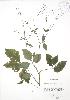  ( - RBG 085)  @11 [ ] Copyright (2009) Unspecified University of Guelph BIO Herbarium
