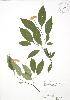  ( - RBG 091)  @11 [ ] Copyright (2009) Unspecified University of Guelph BIO Herbarium