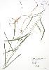  (Elymus villosus - RBG 100)  @11 [ ] Copyright (2009) Unspecified University of Guelph BIO Herbarium
