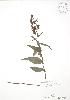  (Epipactis helleborine - RBG 145)  @11 [ ] Copyright (2009) Unspecified University of Guelph BIO Herbarium